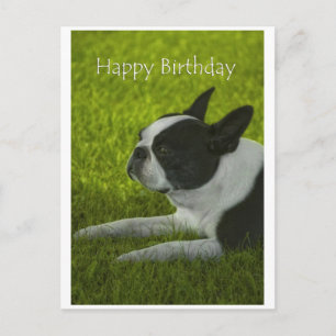 Boston Terrier Postcard