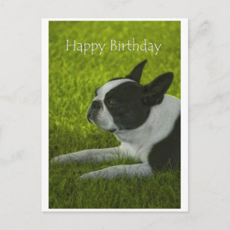 Boston Terrier Postcard