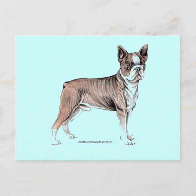Boston Terrier Postcard (Front)