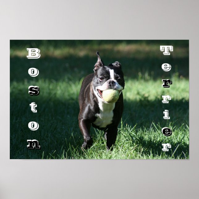 Boston Terrier Poster (Front)