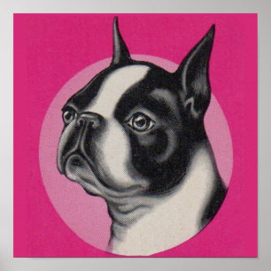 Boston terrier poster