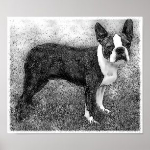 Boston Terrier Poster Print