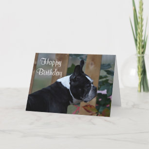 Boston Terrier profile Card