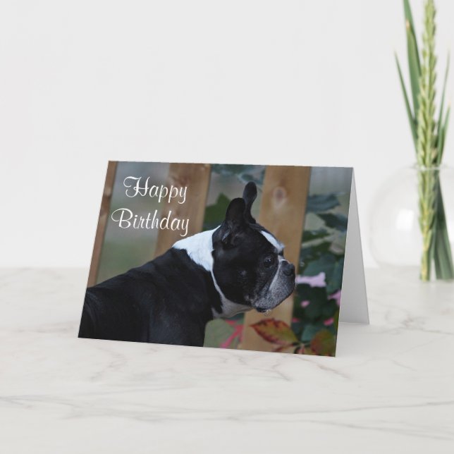 Boston Terrier profile Card (Front)