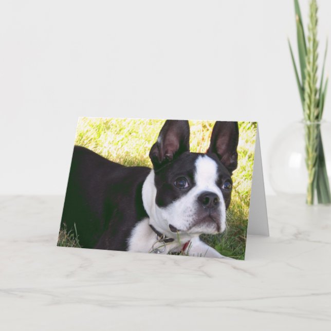 Boston Terrier Pup Greeting Card (Front)