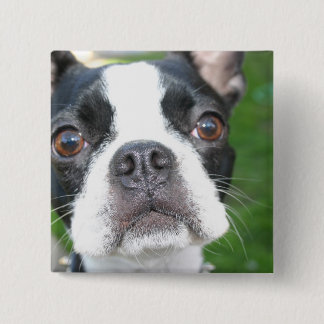 Boston Terrier Pup Square Button