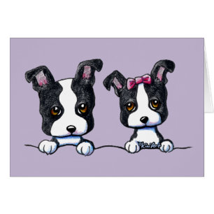 Boston Terrier Puppies