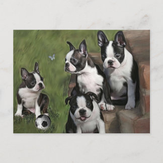 Boston Terrier Puppies Postcard