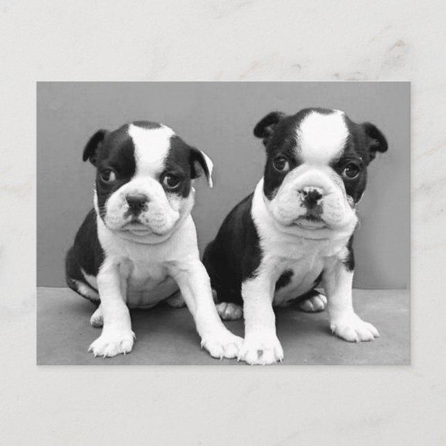 Boston Terrier Puppies postcard (Front)