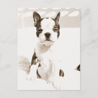 Boston Terrier Puppy 2 Postcard