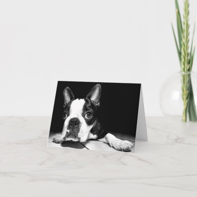 Boston Terrier Puppy Dog  Blank Notecard (Front)