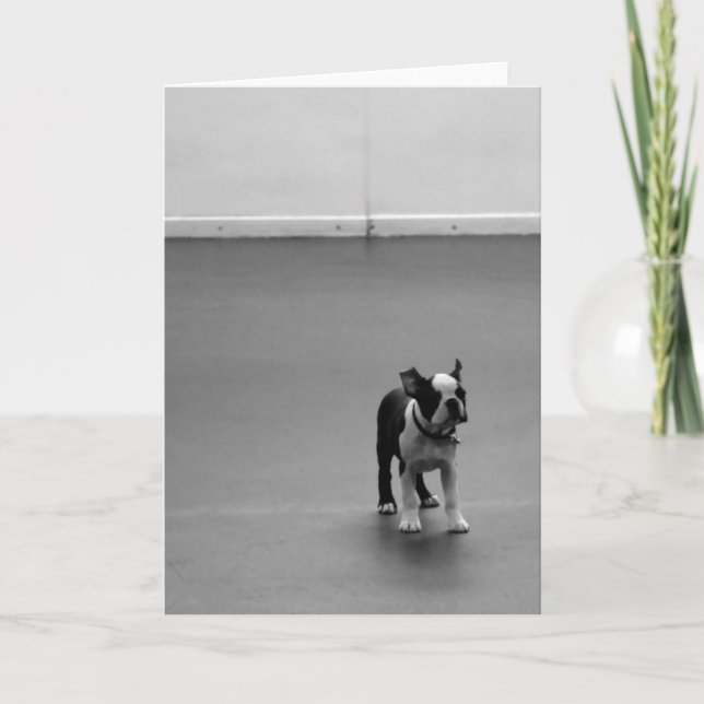 Boston Terrier Puppy DRU Card (Front)