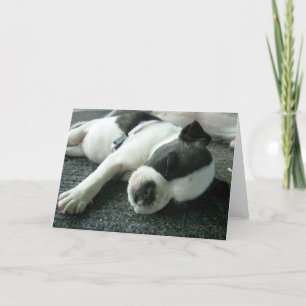 Boston terrier puppy greeting cards
