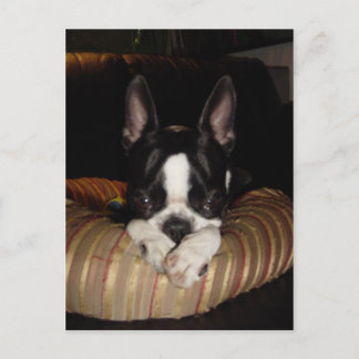 Boston Terrier puppy postcard