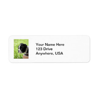 Boston Terrier Puppy Return Address Label
