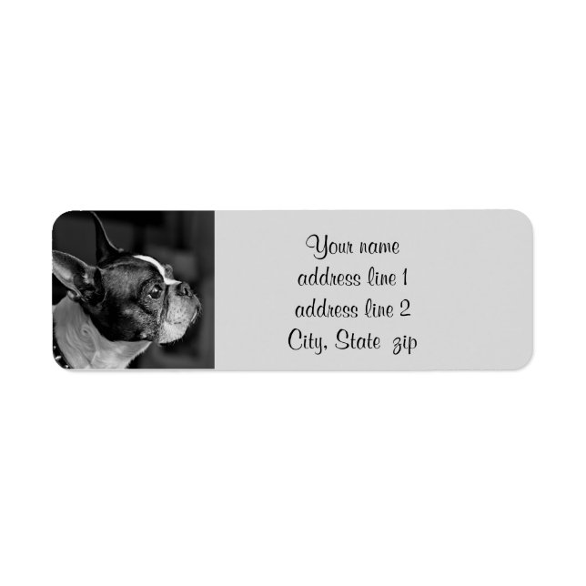 Boston terrier return address label (Front)