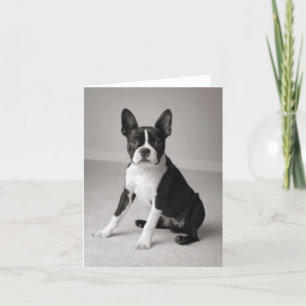 Boston Terrier Sitting Note Card