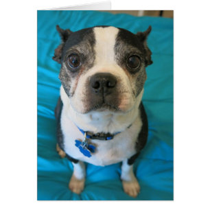 Boston Terrier sitting on a bed