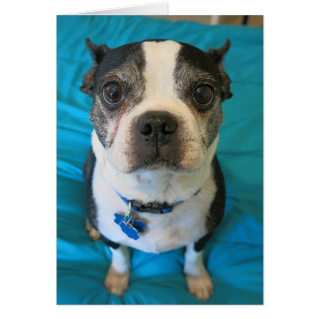 Boston Terrier sitting on a bed (Front)