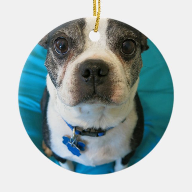 Boston Terrier sitting on a bed Ceramic Tree Decoration (Front)