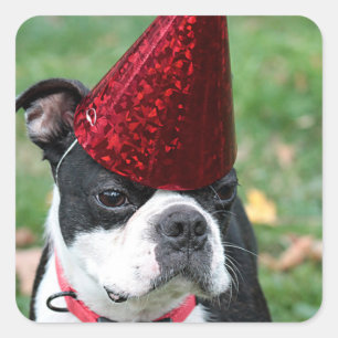 Boston Terrier Square Sticker