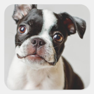 Boston Terrier Square Sticker