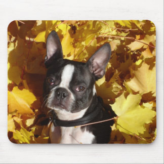 Boston Terrier Surrounded by Fall Leaves Mousepad