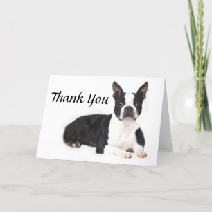 Boston Terrier Thank You Card