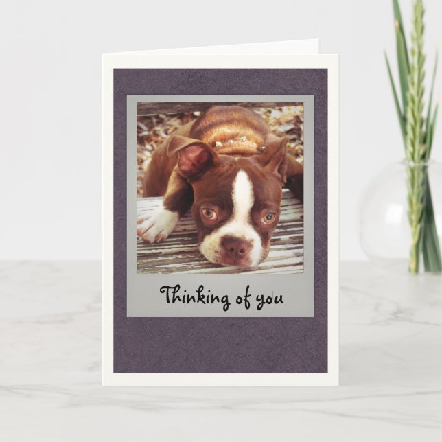 Boston Terrier Thinking of You Card (Front)