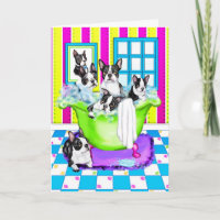 Boston Terrier Tub Full
