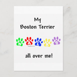 Boston Terrier Walks All Over Me Postcard