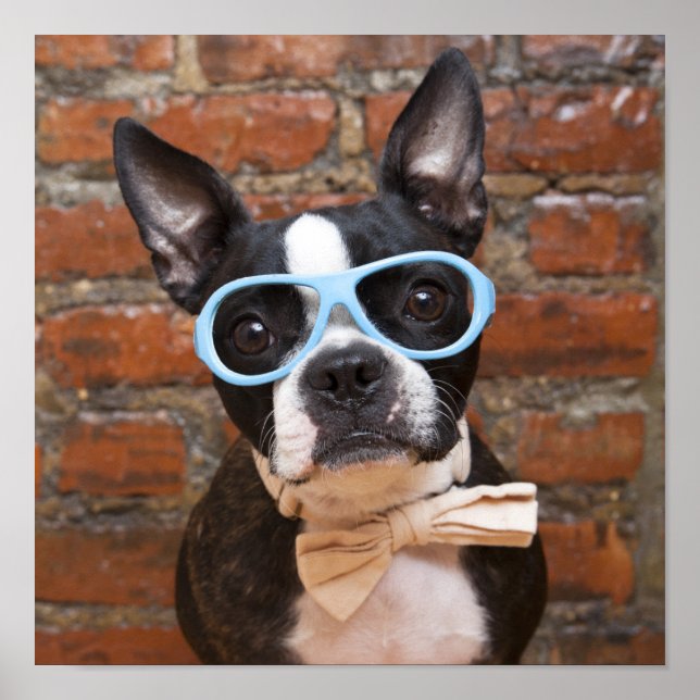 Boston Terrier Wearing Sunglasses And A Bow Tie Poster (Front)
