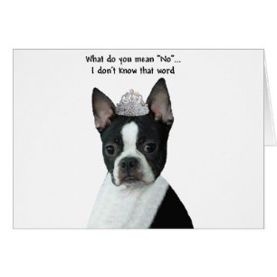 Boston Terrier:  What Do You Mean "No"?