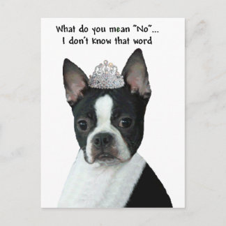 Boston Terrier: What Do You Mean "No"? Postcard