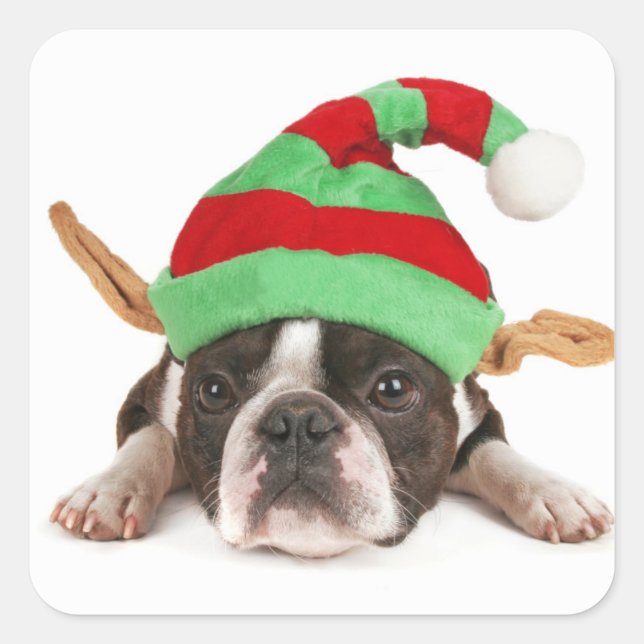 Boston Terrier With A Christmas Hat Square Sticker (Front)
