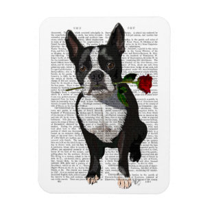 Boston Terrier with Rose in Mouth Magnet