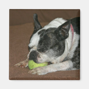 Boston Terrier with Tennis Ball - Photo Magnet