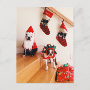 Boston terriers in Christmas costumes Holiday Postcard