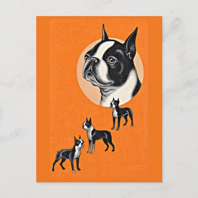 Boston terriers postcard (Front)