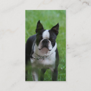 Boston Terrrier Business Cards
