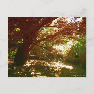 Botanic Gardens Postcard