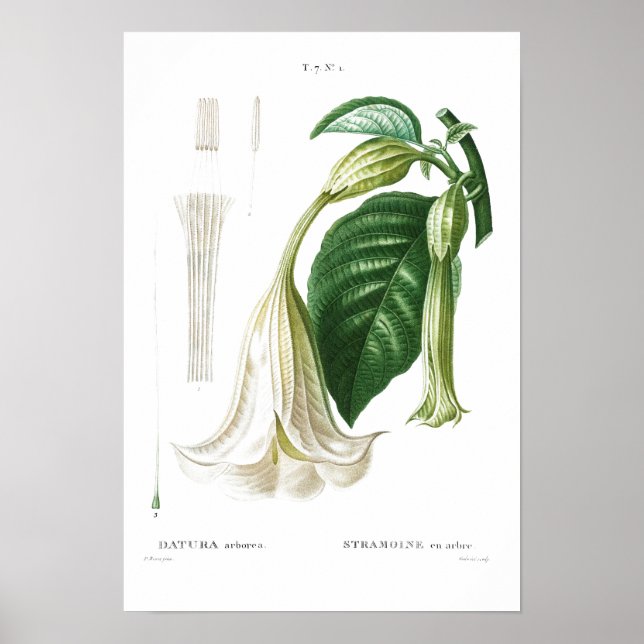 BOTANICAL "ANGEL'S TRUMPET" REDOUTÉ POSTER (Front)