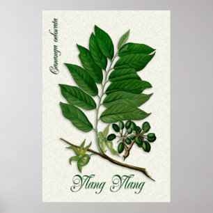 Botanical aromatherapy illustration of Ylang Ylang Poster