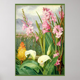 Botanical art: Beauties of the Swamp Poster