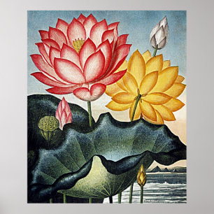 Botanical Art Temple Of Flora Egyptian Water Lily Poster
