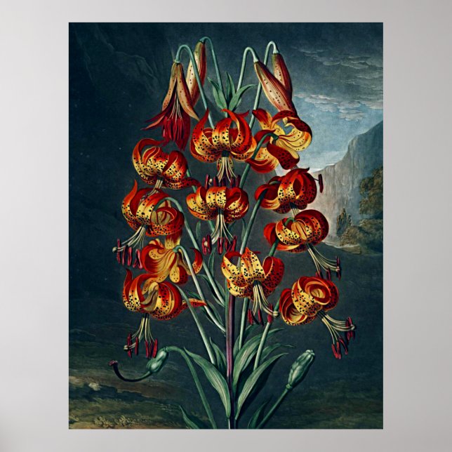 Botanical Art Temple Of Flora Superb Lily Poster (Front)
