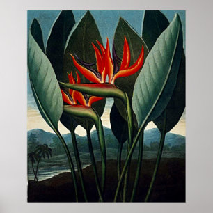 Botanical Art The Bird Of Paradise Poster