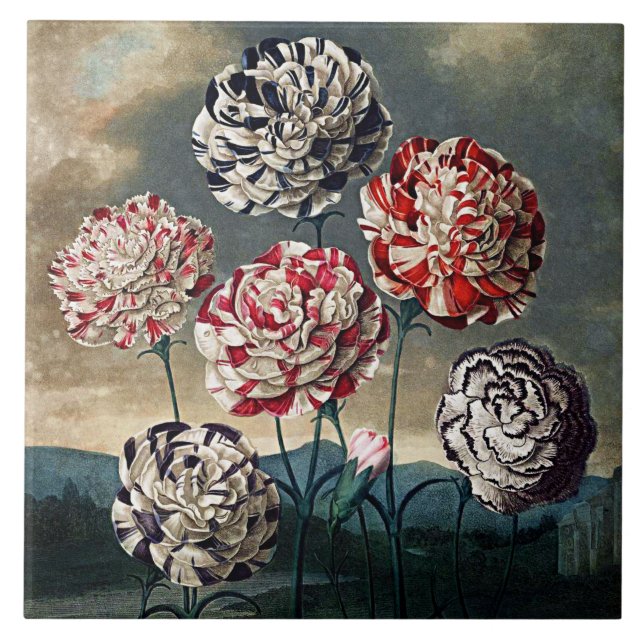 Botanical Blooms Carnations Ceramics Ceramic Tile (Front)