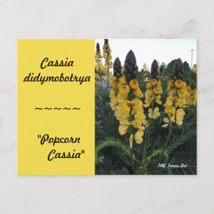 Botanical Cassia didymobotrya "Popcorn Cassia" Postcard