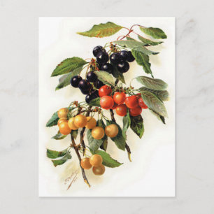 Botanical Cherries Print Postcard